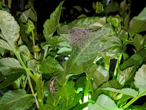 spider with babies at night