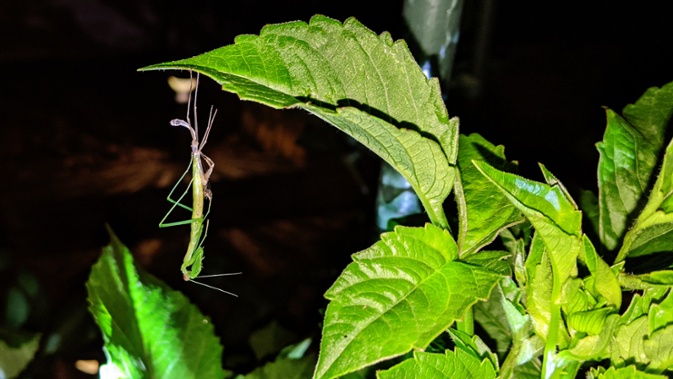 molting mantis