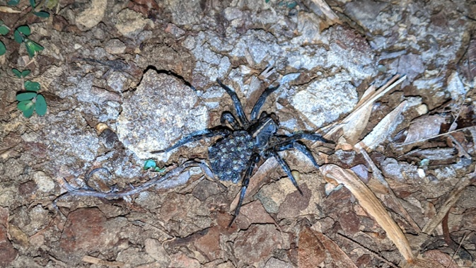 spider with babies