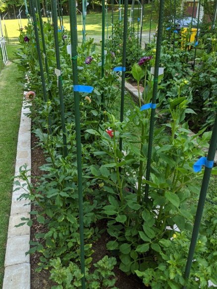 front bed blooming