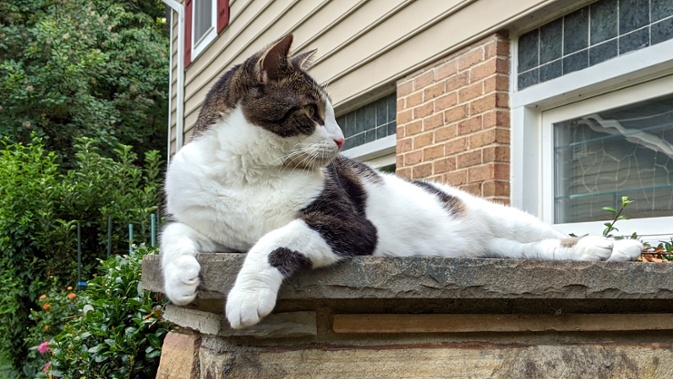 cat on wall