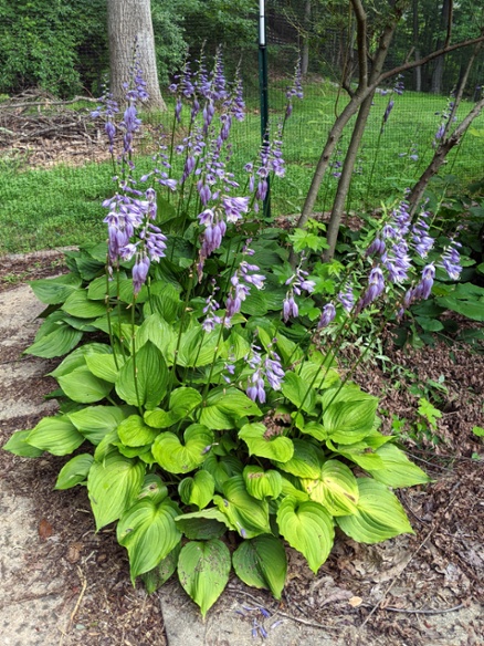 hosta blooming