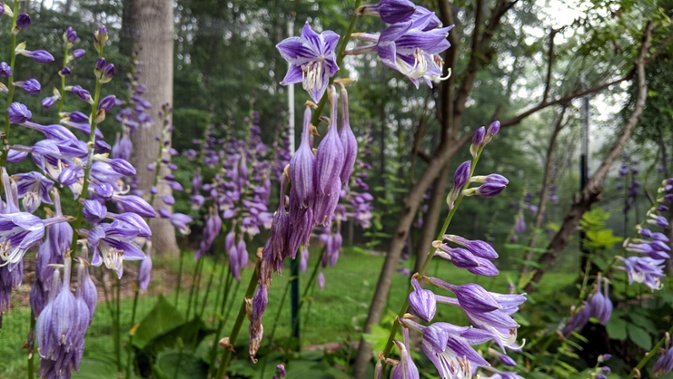 hosta flowers