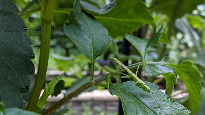 mantis on dahlia