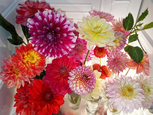 dahlias in fridge