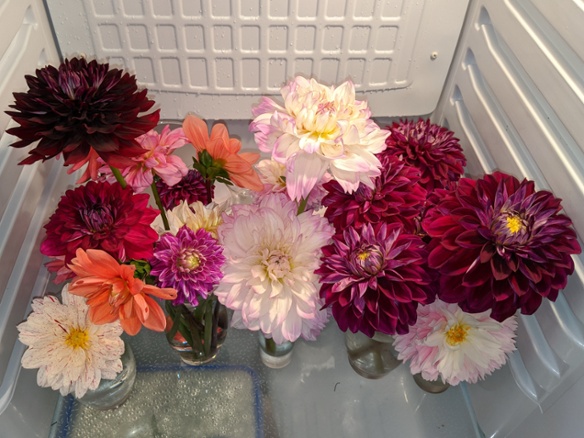 dahlias in fridge