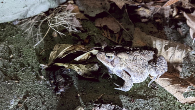 toad and slug