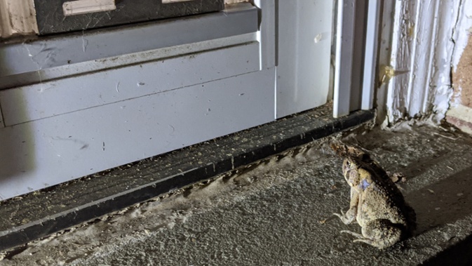 toad at cat door