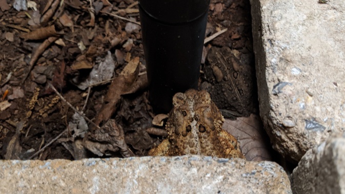 two toads under light