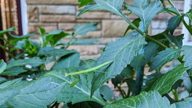 mantis on dahlia