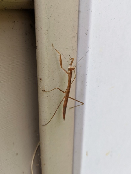 mantis on wall