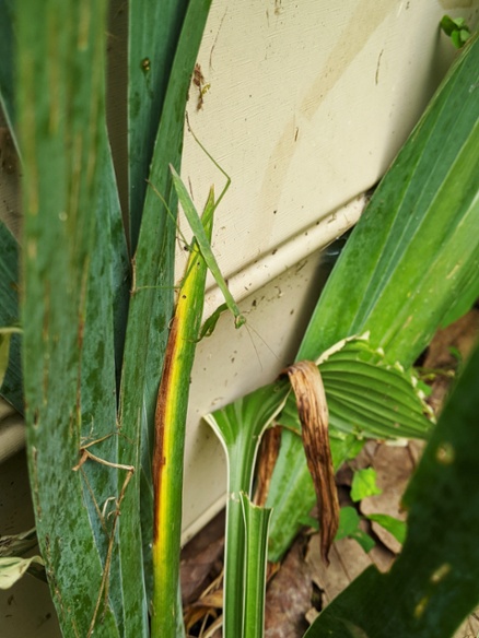 mantis on leaves