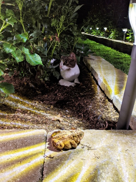 toad and cat at night