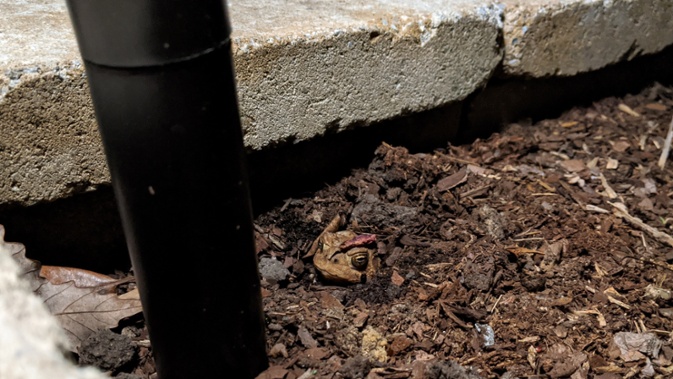 toad buried in flower bed