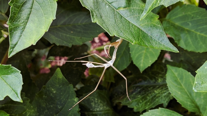 mantis shed