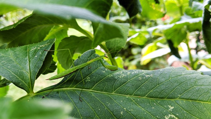mantis in leaves