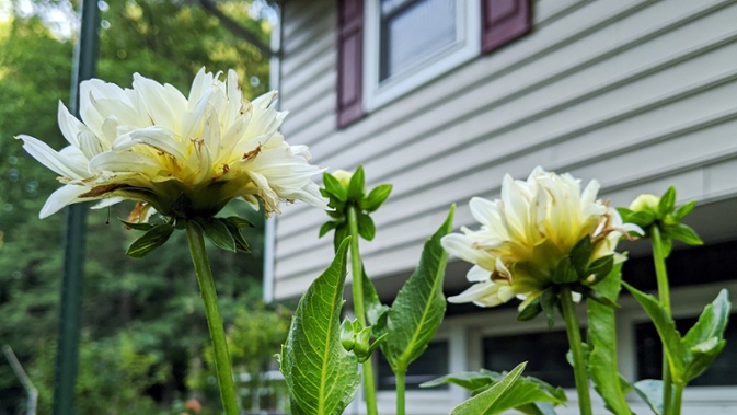 wilting dahlias