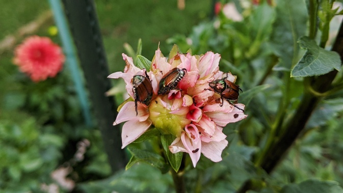 japanese beetles eating dahlia