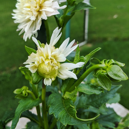 malformed flower