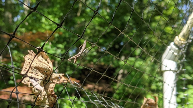 mantis on fence