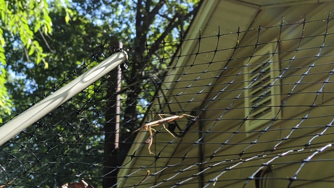 mantis on fence