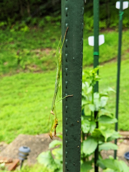 mantis on stake