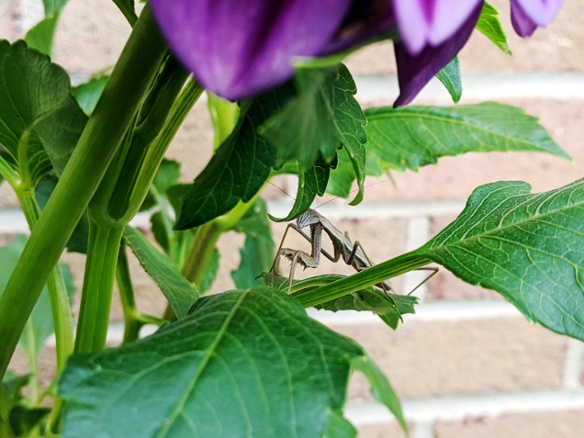 mantis on dahlia