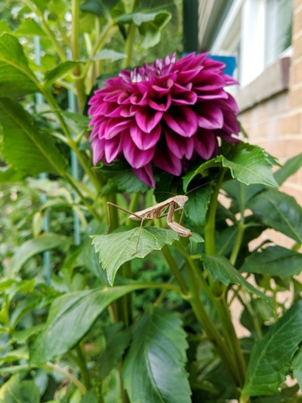 mantis on dahlia