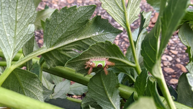 saddleback caterpillar under leaf