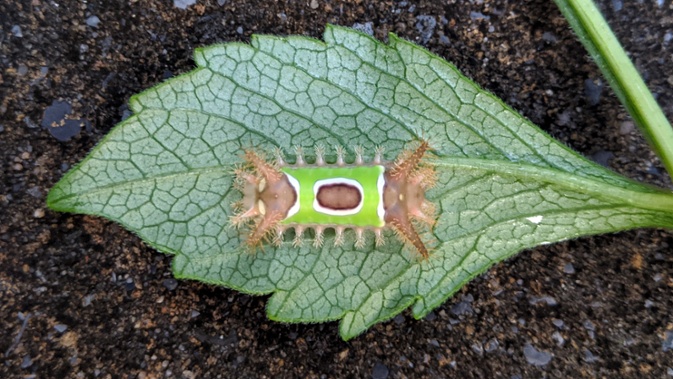 saddleback caterpillar on leaf