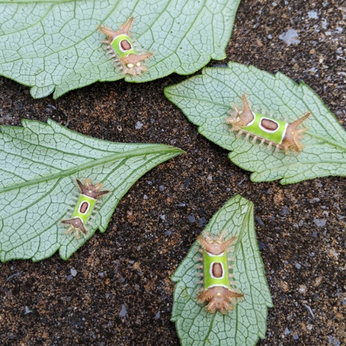 four saddleback caterpillars