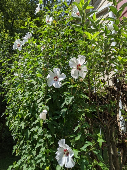 blooming hibiscus