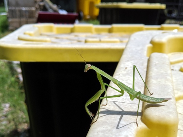 mantis on plastic container