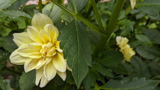 lemonade blooming