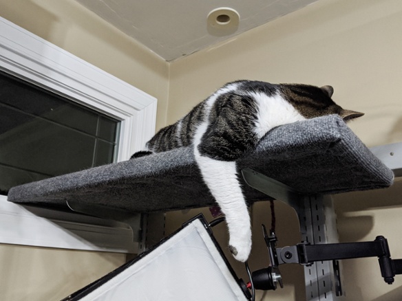 cat on desk shelf