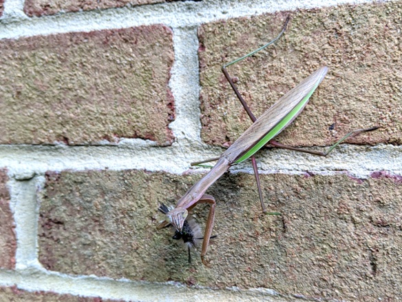 mantis with caterpillar on wall