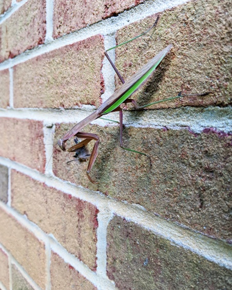 mantis with caterpillar on wall
