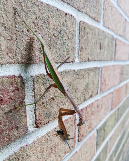 mantis with caterpillar on wall