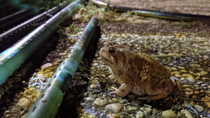 toad on sidewalk at night