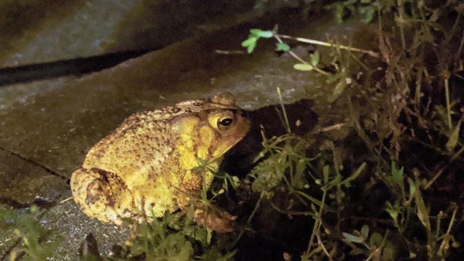 toad on wall at night