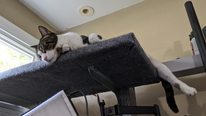 cat on desk shelf