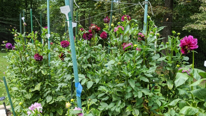 purple dahlias blooming