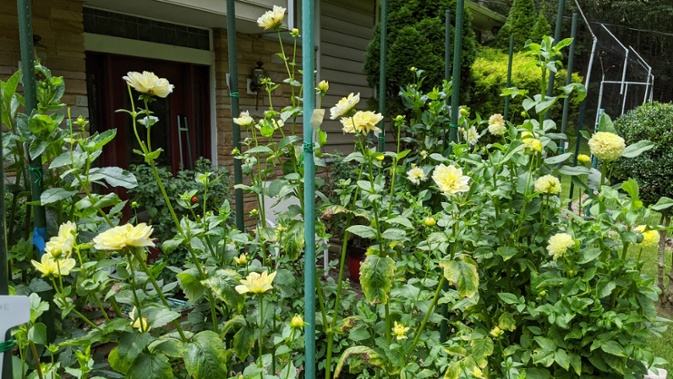 yellow dahlias blooming