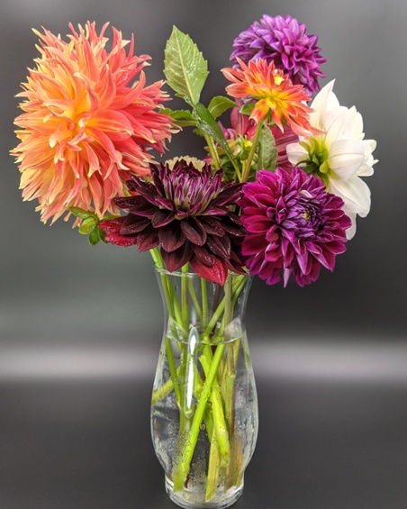 dahlias in vase