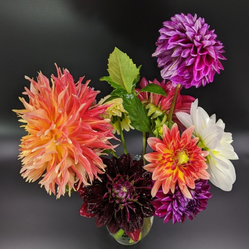 dahlias in vase above