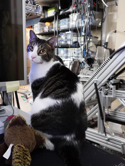 cat on desk