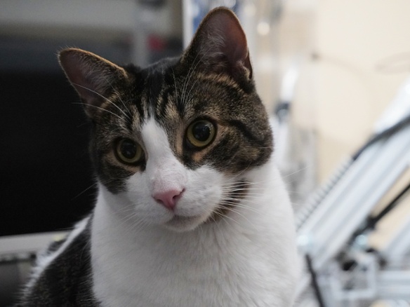 cat on desk