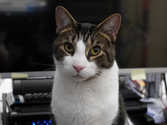 cat on desk