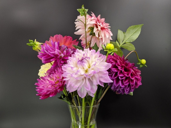 dahlias in vase nexus