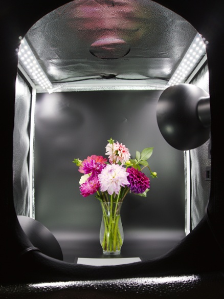 dahlia vase in light box